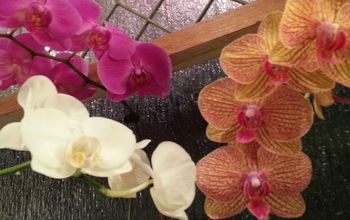 Addicted to Orchids!