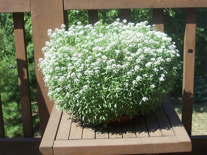 pot of allysum on my deck, gardening, My 10 inch pot of Alyssum on my deck