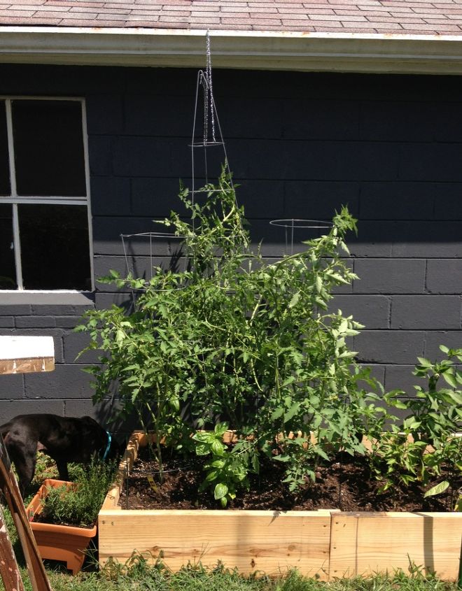 q rookie tomato mistakes, gardening, raised garden beds, This was taken 4 weeks ago I fixed wire cages to the tops of the ringed stakes on the front 2 plants I used a chain to suspend another cage upside down from the gutter to support the back plant