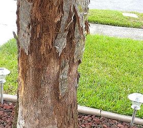 palm tree is shedding the bark what to do
