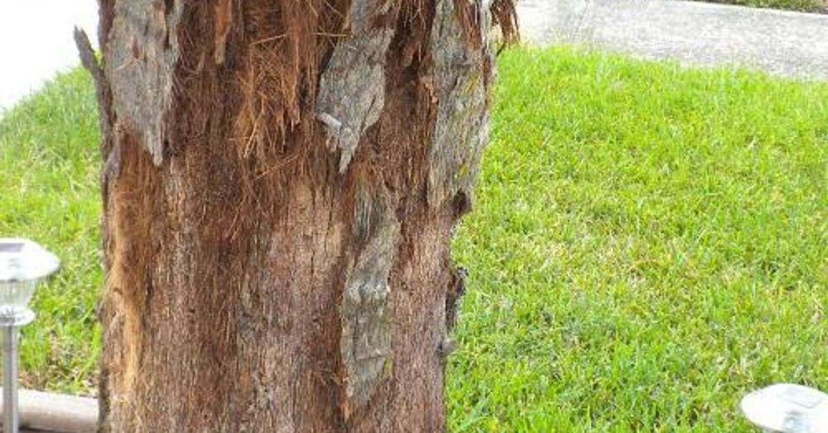 Palm tree is shedding the bark. What to do? | Hometalk