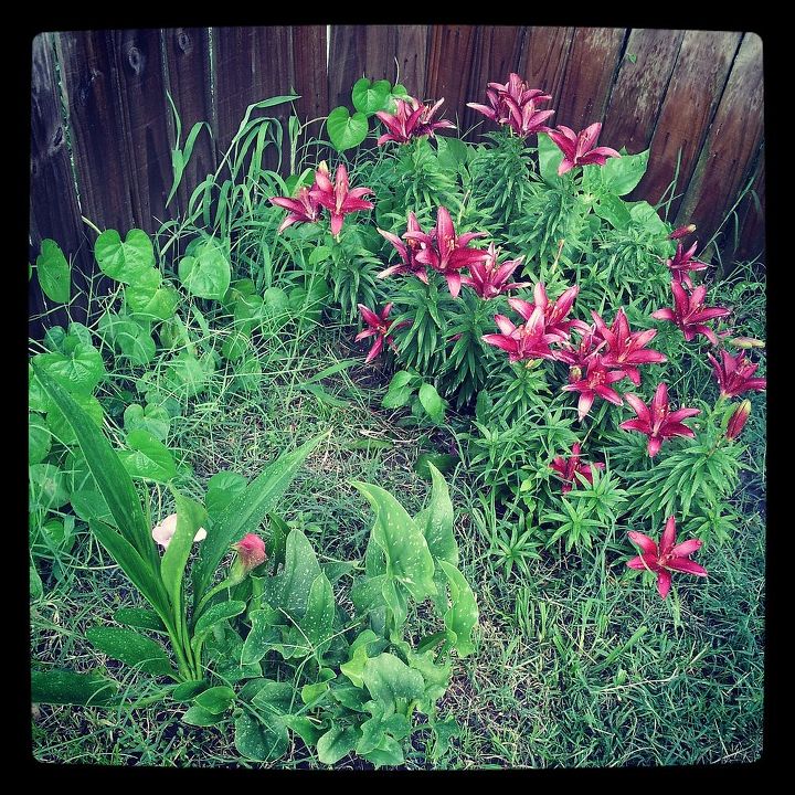 q calla lillies, gardening