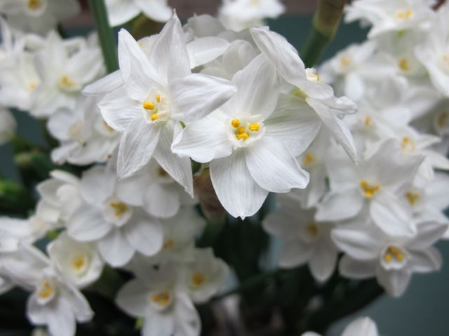 the vermont winter garden, gardening, The profusion of narcissus blooms