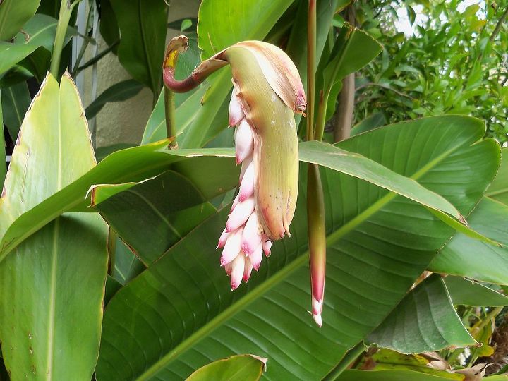 what flower is this, flowers, gardening