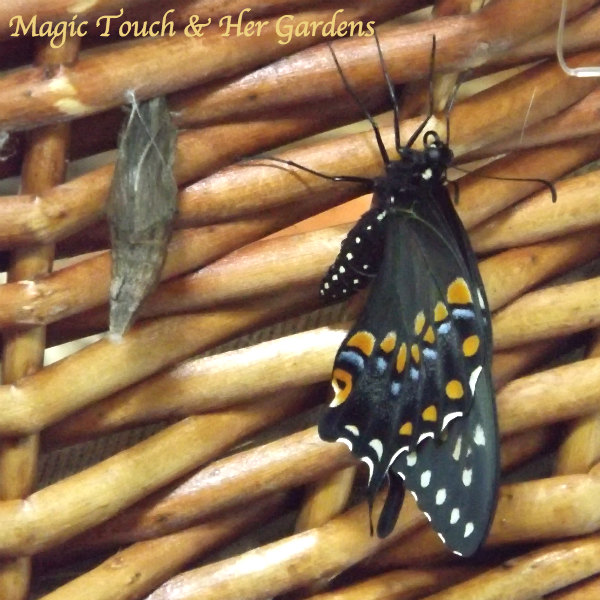 magic touch her fennel, gardening, pets animals, Freshly emerged hanging to dry