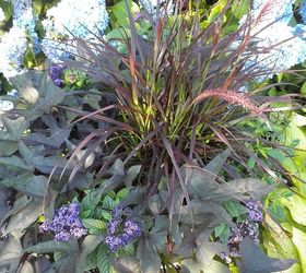 plan now annual flower containers, container gardening, flowers, gardening, Mid summer heliotrope purple fountain grass potato vine