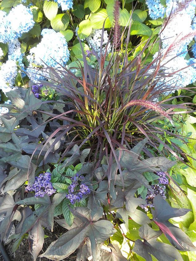 plan now annual flower containers, container gardening, flowers, gardening, Mid summer heliotrope purple fountain grass potato vine
