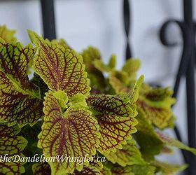 starlette s of the shade garden, flowers, gardening, This annual Coleus from Proven Winners grows from sun to part shade and bring fantastic colour and texture into the shade garden