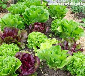 patchwork garden method, gardening, Patchwork lettuce bed