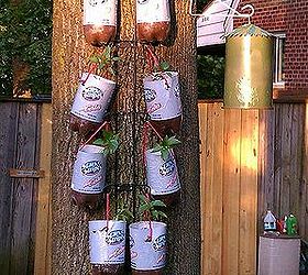 homemade topsy turvy bags hanging plastic bottle planters, container gardening, crafts, gardening, repurposing upcycling, This pic is 8 pepper plants hanging on a 4 plate black metal rack that I turned upside down so the plants wouldn t be sitting right on top of each other