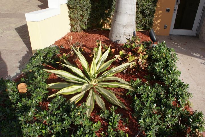 new pictures, gardening, Notice the contrast with the red mulch with variegated plants