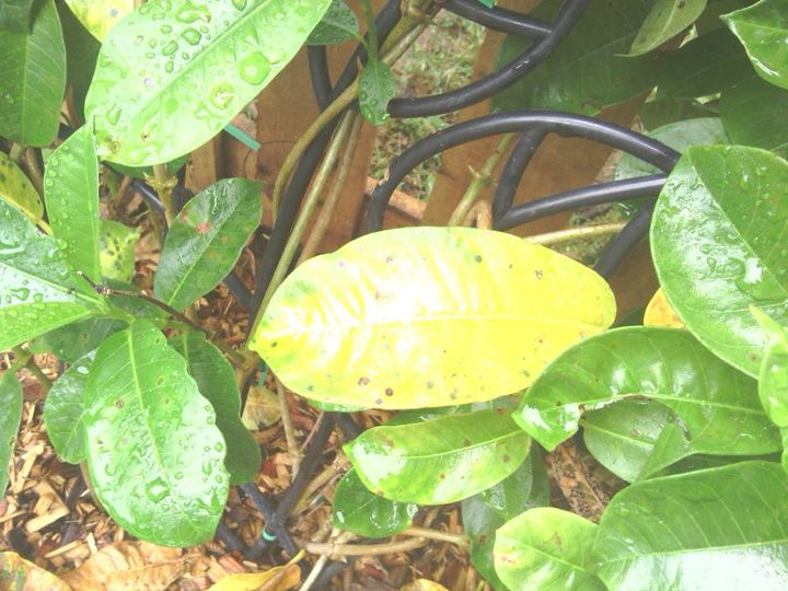spots, gardening