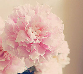 peonies say cottage gardening, flowers, gardening, home decor, living room ideas, shabby chic