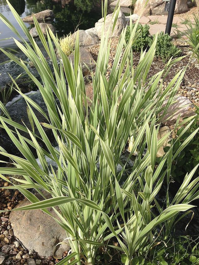 marginal aquatic plants, flowers, gardening, ponds water features, Variegated Cattail