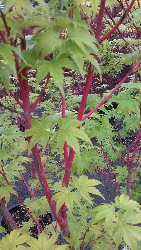 my love affair, Sango Kaku Coral Bark