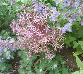 blooming bulbs, flowers, gardening, perennials, Ornamental onions make great garden plants Both deer and rodents leave them alone