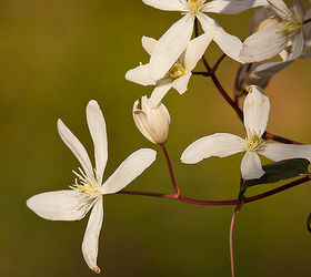 spring is near, flowers, gardening, hydrangea, landscape, The fragrant blooms of Clematis armandii I am training this to climb a large pine tree in our backyard