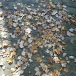garden composting, composting, flowers, gardening, go green, Compost needs dead dry leaves