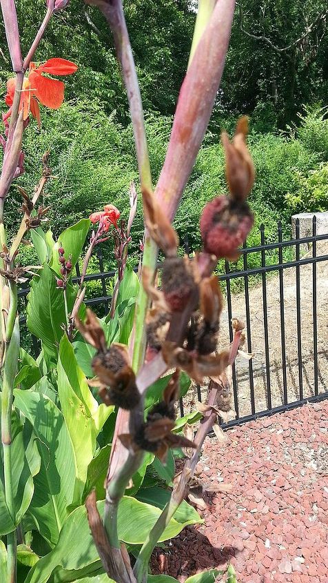 cana after flowers seeds, flowers, gardening, Are THESE Cana SEEDS SHOULD I cut the stem after the flower blooms or just leave them alone