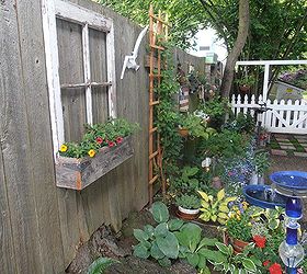 our one year old little shady patio garden, gardening, outdoor living, repurposing upcycling, June 2013