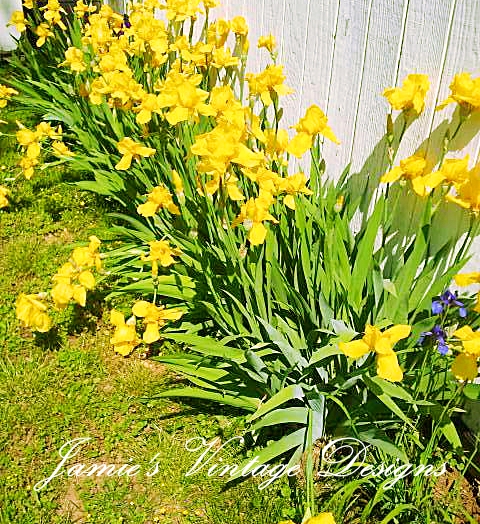 meu jardim de primavera em meados de maio de 2013, ris amarela