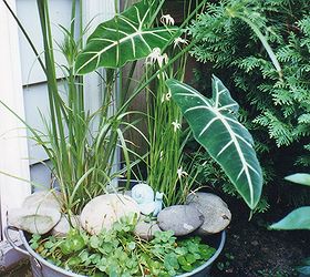 diy create your own water garden in a container, container gardening, flowers, gardening, outdoor living, ponds water features, My galvanized tub water garden