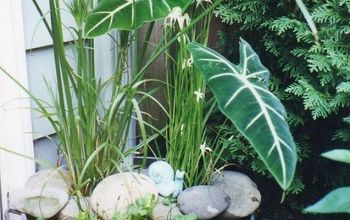 DIY ~ Create Your Own Water Garden In A Container!