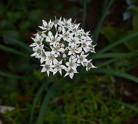 september garden, flowers, gardening, One Italian or chinese chives made it it will produce many seeds