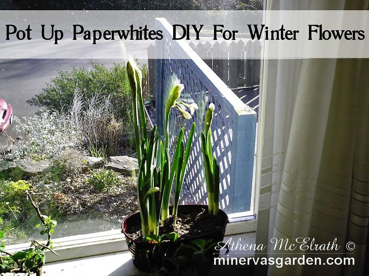 pot up paperwhites diy for winter flowers, flowers, gardening