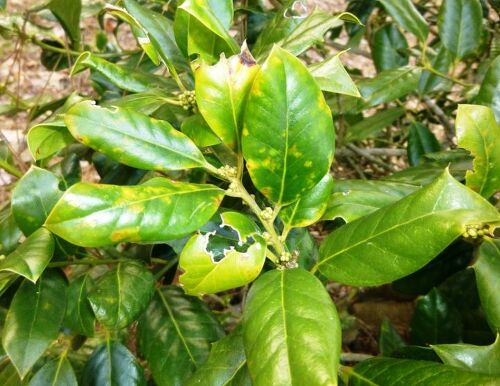 Example of leaf damage.