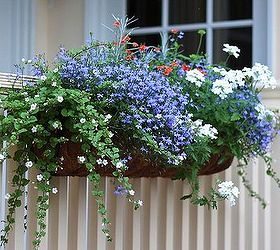 window box samples, curb appeal, gardening, window treatments, windows, Summer window box full sun