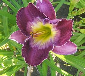 gardening with the colour wheel, gardening, Daylily Court Magician lives on the cool side
