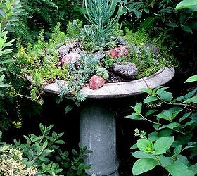 brilliant birdbaths re purposed, flowers, gardening, repurposing upcycling, succulents, Barb Rosen s succulent covered pedestal