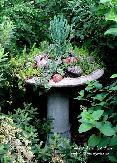 brilliant birdbaths re purposed, flowers, gardening, repurposing upcycling, succulents, Barb Rosen s succulent covered pedestal