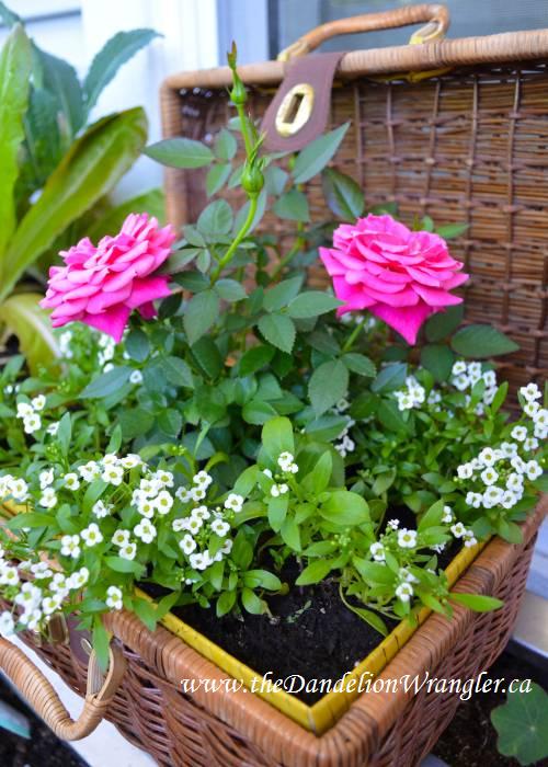 market treasures, container gardening, gardening, Perfect for Mom this wicker suitcase is brimming with blooms