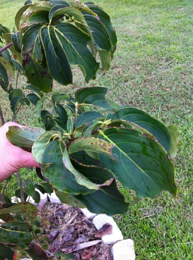 what s wrong with my dogwood, gardening