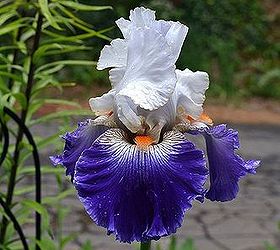 more iris in my garden next week i will show how i separate them, gardening, Prince Edward
