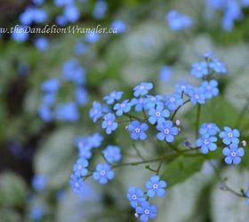 starlette s of the shade garden, flowers, gardening, Brunnera macrophylla Jack Frost grows excellently in my shade garden Like a hosta it has beautifully detailed foliage It also send out shoot of wonderful blue flowers in spring that remind me of forget me not s