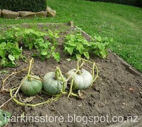 vegetable garden, gardening, We ended up with at least 10 self sown pumpkins busy roasting and freezing them for winter soup