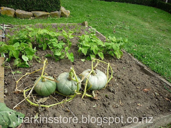 vegetable garden, gardening, We ended up with at least 10 self sown pumpkins busy roasting and freezing them for winter soup