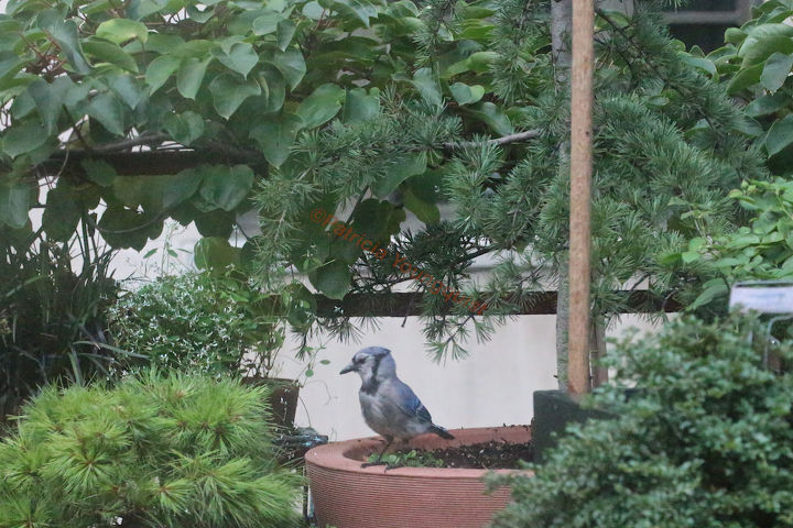 sistemas de postes e alimentadores de pssaros a saga continua, Informa es sobre bluejays visitando meu jardim podem ser encontradas ASSIM COMO