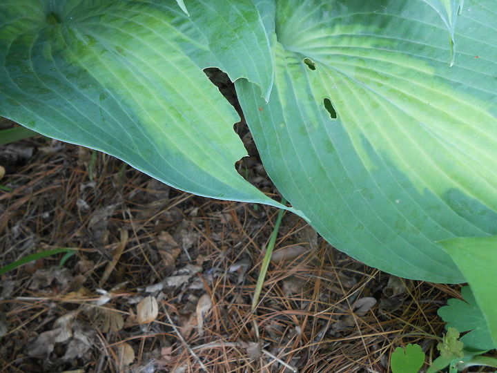 agujeros en las hojas de hosta puede que no sea quien tu crees, da os del gusano cortador