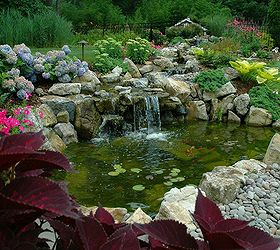 are you afraid to keep koi in your pond, ponds water features, Pond Ecosystems