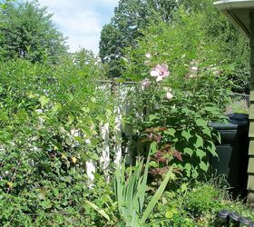 my secret garden in july, flowers, gardening, hibiscus, perennials, raised garden beds, my hardy hibiscus is blooming