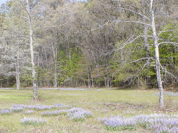 spectacular native lupines bloom again at the small house in sw mi, gardening, raised garden beds