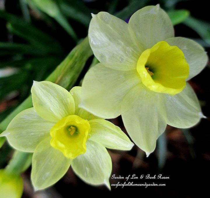 mid april spring in full swing, flowers, gardening, hydrangea, Narcissus Minnow