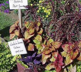honored to host our first home garden tour this spring, flowers, gardening, outdoor living, Coleus purple heart and creeping jenny in one of the raised planters I made a wheelbarrow full of signs for all my plants which was very much appreciated by everyone