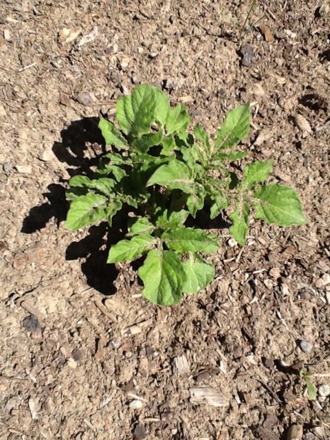 potatoes are not that innocent, gardening, go green, homesteading, New potato plant starting to grow in early summer