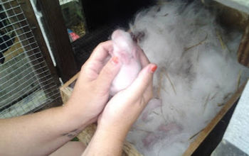 Part 2: Caring for Momma and Her Kits From Kindling to Weaning