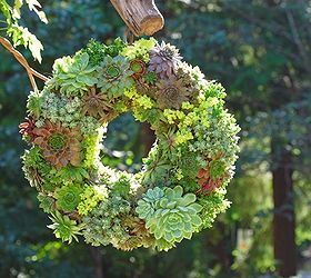 learn how to make a succulent wreath, crafts, flowers, gardening, succulents, wreaths, You can grow your living wreath for many seasons or simply replant the succulents back in your garden when you are done